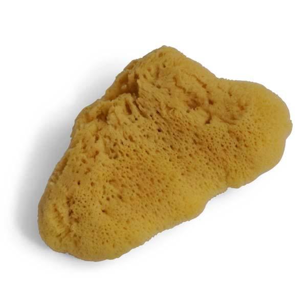 Svamp Levantin